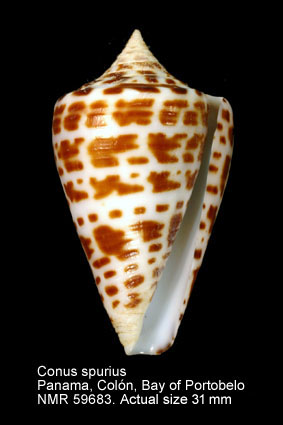 Conus spurius.jpg - Conus spuriusGmelin,1791